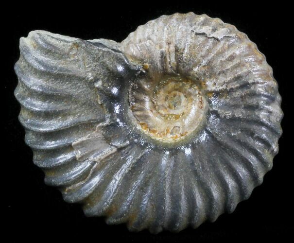 Acanthohoplites Ammonite Fossil - Caucasus, Russia #30087